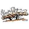Arbres tordus