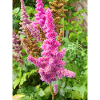 false buck's beard Astilbe japonica