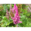 false buck's beard Astilbe japonica