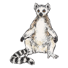 Lemur Catta Ring-tailed lemur