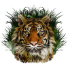 Tiger Peering Through Grass