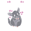 Chinchilla Gift