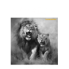 LOYALTY DOESN'T NEED LAWS