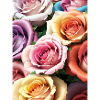 Floral 41