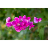 pois vivace éternel Lathyrus latifolius