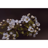Apple blossoms.