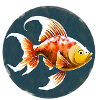 Poisson rouge fantail