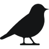 Little bird