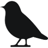 Little bird