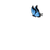 Eule mit Schmetterling