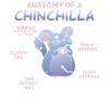 Chinchilla anatomy