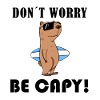 Capybara Wasserschwein Capybaras