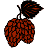 fir cone