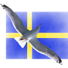 Sweden Seagull Sverige