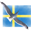 Sweden Sverige Seagull
