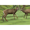 Deer deer