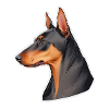 Doberman
