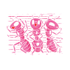 Crazy Ant Lady Fourmis Ferme