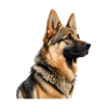 Sheepdog