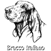 Bracco Italiano Portrait with text
