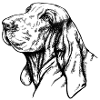 Bracco Italiano Portrait