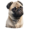 Pug