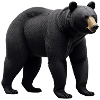 Black bear