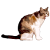 The cat