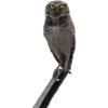le hibou la chouette