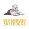Old English Sheepdog Sheepie Bobtail