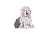 Old English Sheepdog Sheepie Bobtail