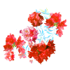 laurier-rose,fleur,lotus,vigne,floral,fleurs