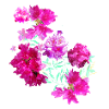 oleander,flower,lotus,vine,floral,flowers