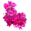 laurier-rose,fleur,lotus,vigne,floral,fleurs