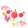oleander,flower,roses,vine,floral,flowers