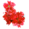 laurier-rose,fleur,lotus,vigne,floral,fleurs