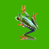 Tree frog sticker