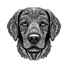 Labrador Hund Portrait