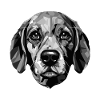 Portrait de chien Beagle