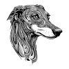Portrait de chien Greyhound