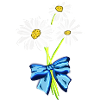 Gänseblümchen