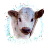 Cow,Cow Baby, Graffiti Painting, Calf