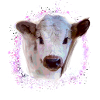 Cow,Cow Baby, Graffiti Painting, Calf