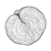Nature motif - tree slice