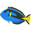paletten doktorfisch aquarium fisch