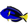 paletten doktorfisch aquarium fisch