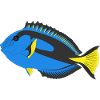 surgeonfish, paracanthurus hepatus, aquarium fish