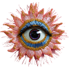 Oeil de Fleur, fleur