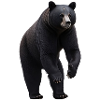 Black bear