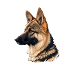 Schäferhund